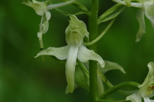 Welriekende nachtorchis-Platanthera bifolia_20160608MH4294