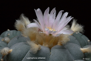 Lophophora williamsii