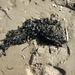 De Panne 2013 120