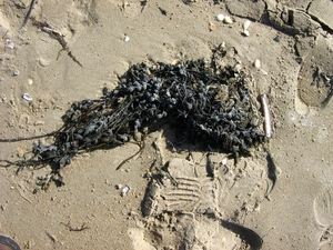 De Panne 2013 120