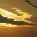 De Panne Herfst 2013 025