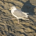 De Panne Herfst 2013 030