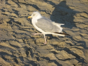 De Panne Herfst 2013 030
