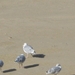 De Panne Herfst 2013 104