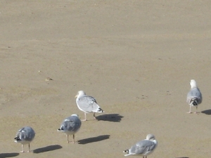 De Panne Herfst 2013 104