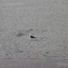 De Panne  Herfst 008