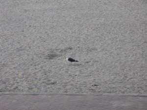 De Panne  Herfst 008