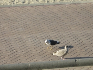 De Panne  Herfst 046