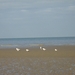 De Panne  Herfst 051