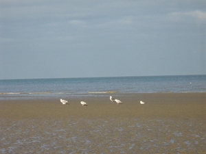 De Panne  Herfst 051