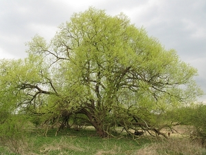 Natuurgebied 'De Oude Landen'