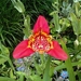 Tijgerbloem 250710