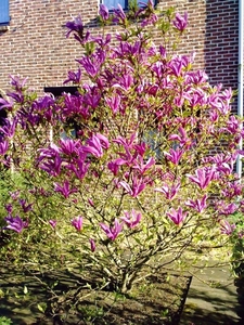 Magnolia 'Susan'