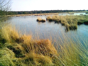 Kalmthoutse Heide