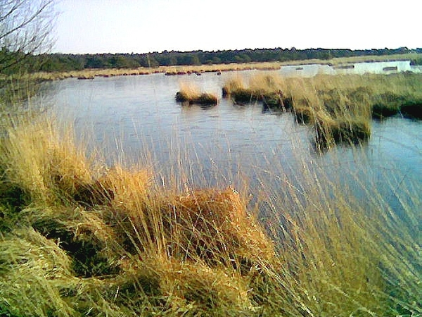 Kalmthoutse Heide