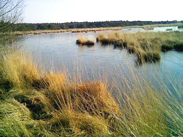 Kalmthoutse Heide