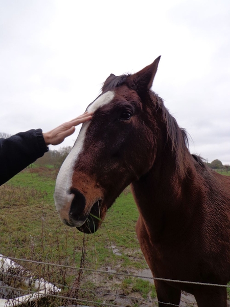 Lief paard...