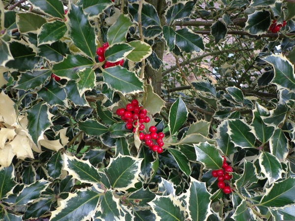 Hulst voor in de kerststukjes