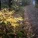 laat herfst