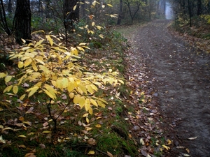 laat herfst