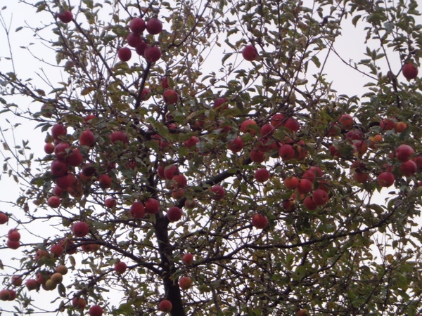 Appels in december