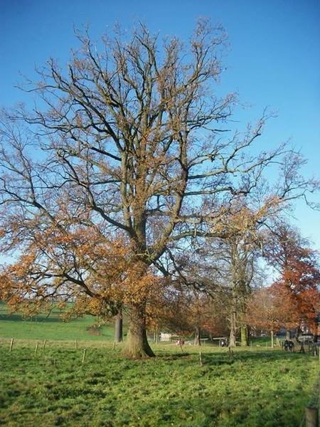 17-Steenhoutbos