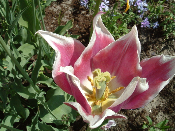 Keukenhof