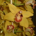 Veel orchiden