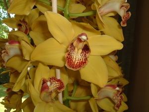 Veel orchiden