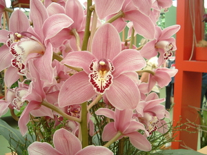 Meer orchiden