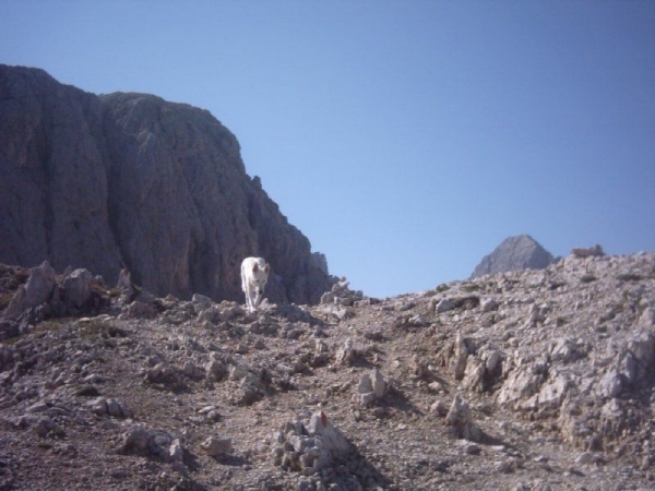 20040722Roseng 037 over Molignonpass