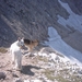 20040722Roseng 049 over Molignonpass