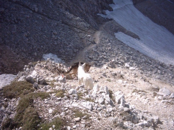 20040722Roseng 052 over Molignonpass