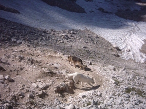 20040722Roseng 053 over Molignonpass