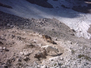 20040722Roseng 053 over Molignonpass