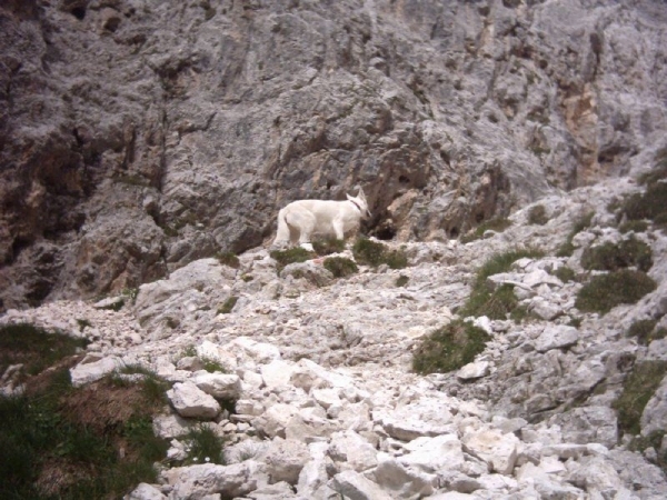 20040723Roseng 178 ScaletteWeg