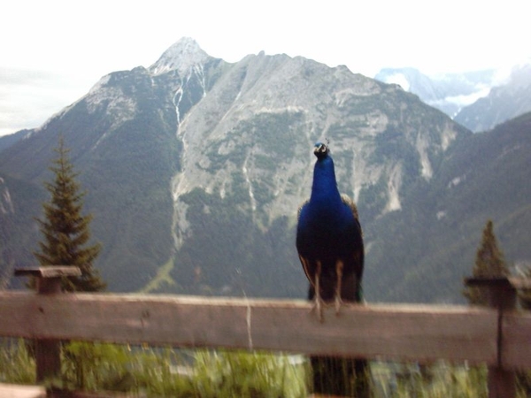 20050707-12 Mittenwald 08 083 Brunnsteinhütte 1560m