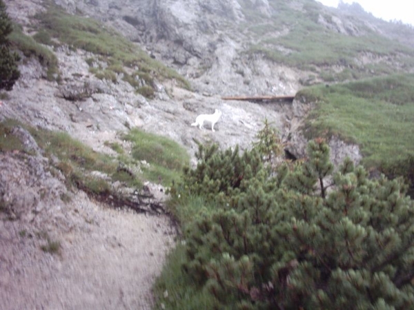 20050707-12 Mittenwald 10 123 Gjaidsteig