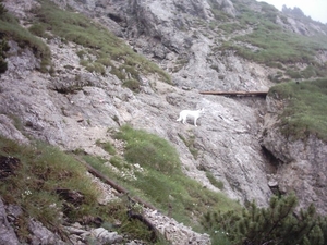 20050707-12 Mittenwald 10 124 Gjaidsteig