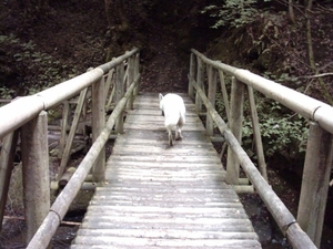 20060605 Boppard 105 Ehrbachklamm