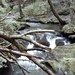 20060605 Boppard 109 Ehrbachklamm