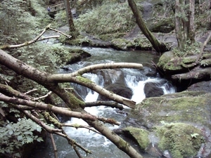 20060605 Boppard 109 Ehrbachklamm