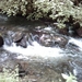 20060605 Boppard 116 Ehrbachklamm