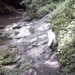 20060605 Boppard 117 Ehrbachklamm