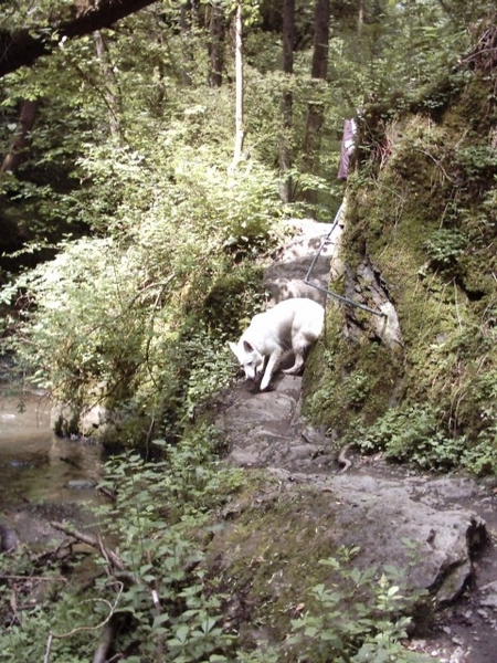 20060605 Boppard 126 Ehrbachklamm