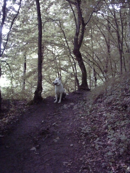 20060605 Boppard 127 Ehrbachklamm