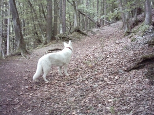 20060605 Boppard 142 Ehrbachklamm