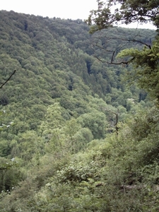 20060605 Boppard 144 Ehrbachklamm