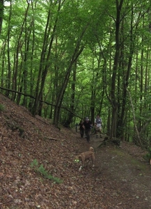 20070527 Boppard 153 Ehrbachklamm