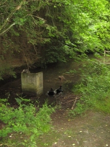 20070527 Boppard 175 Ehrbachklamm